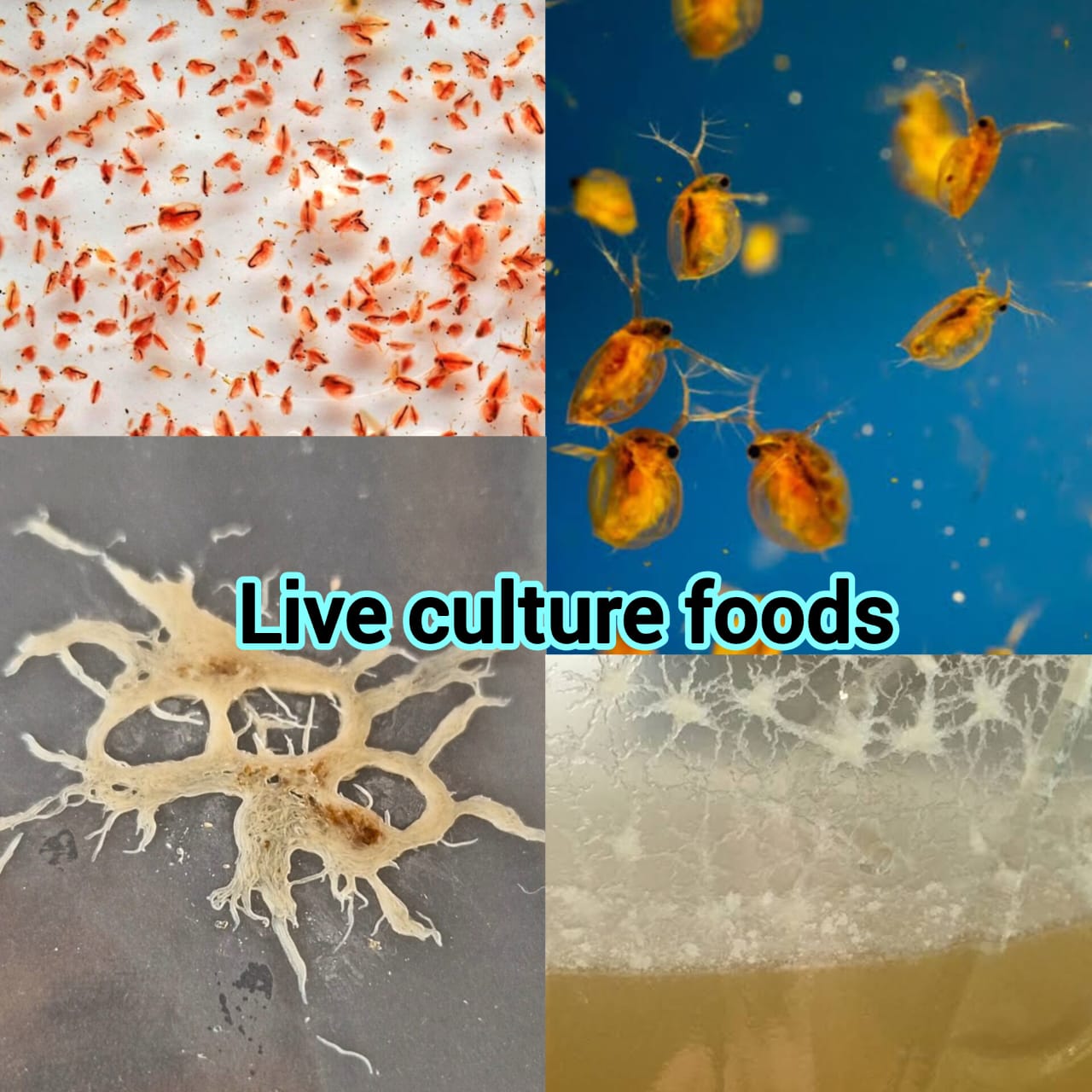 Live Culture Foods