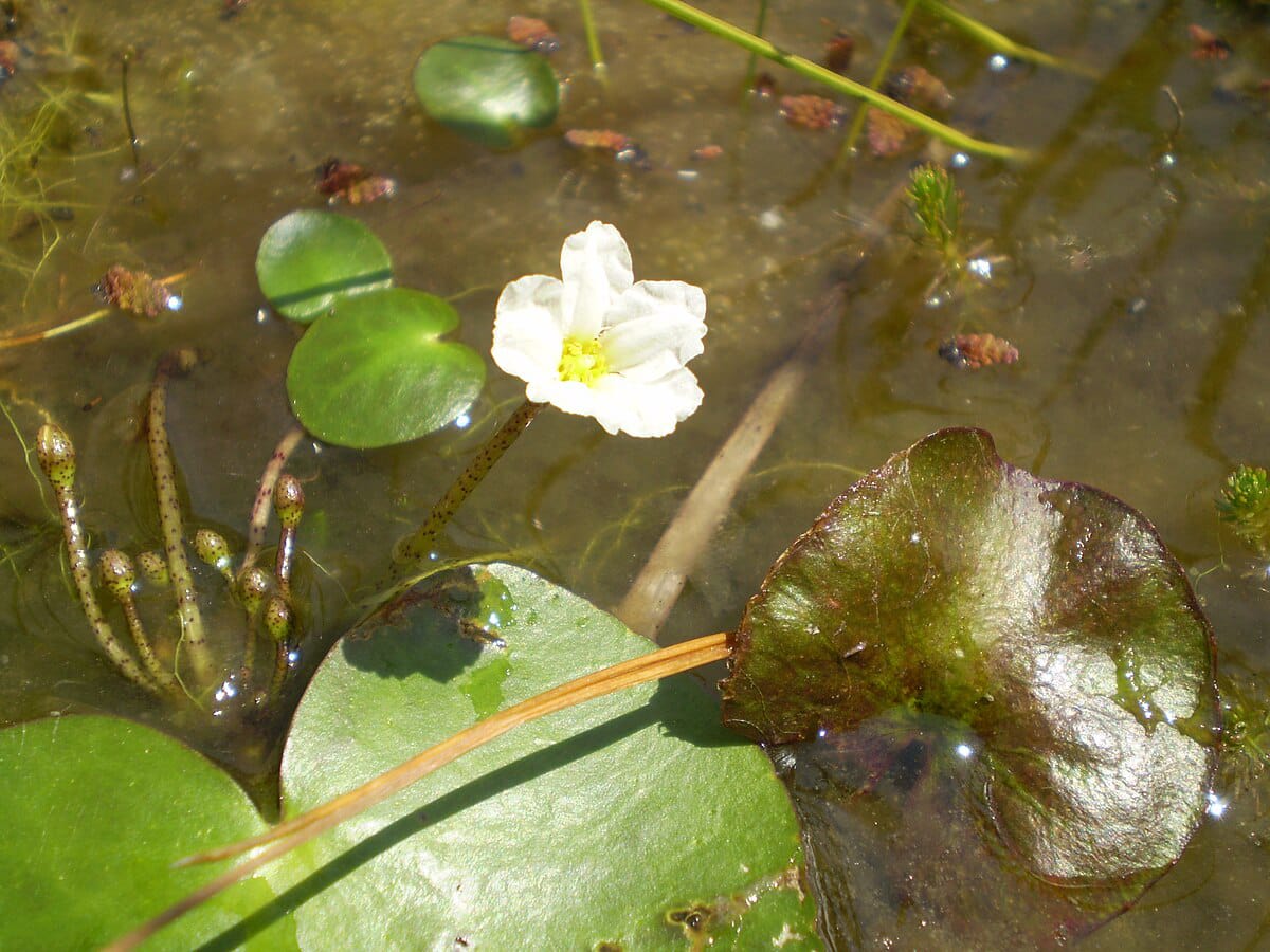 Banana Water Lily Plant