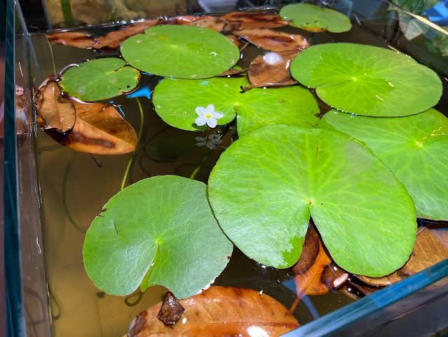 Banana Water Lily Plant - View 3