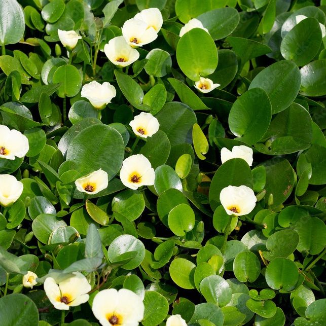 Water Puppy Plant - View 2