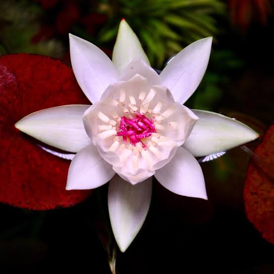 Tropical Peru Puerto Water Lily (Night Bloomer)