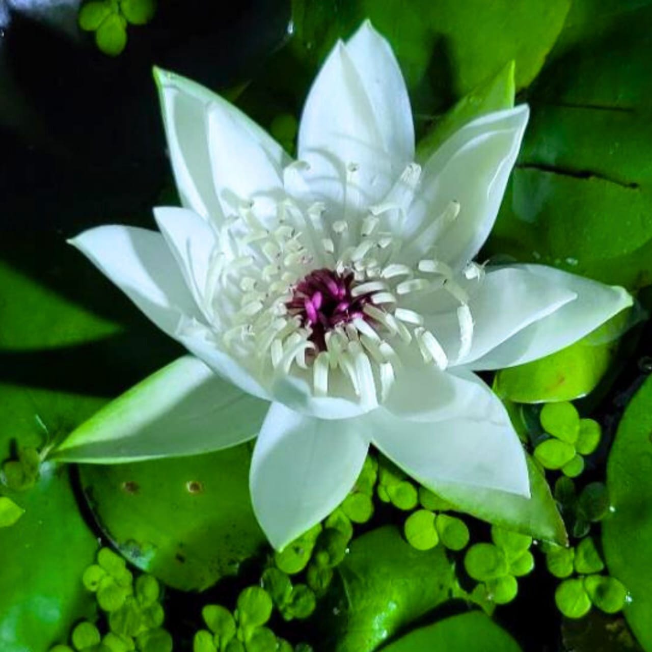 Tropical Peru Puerto Water Lily (Night Bloomer) - View 2