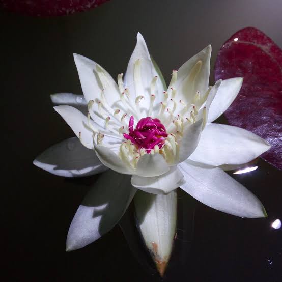 Tropical Peru Puerto Water Lily (Night Bloomer) - View 3