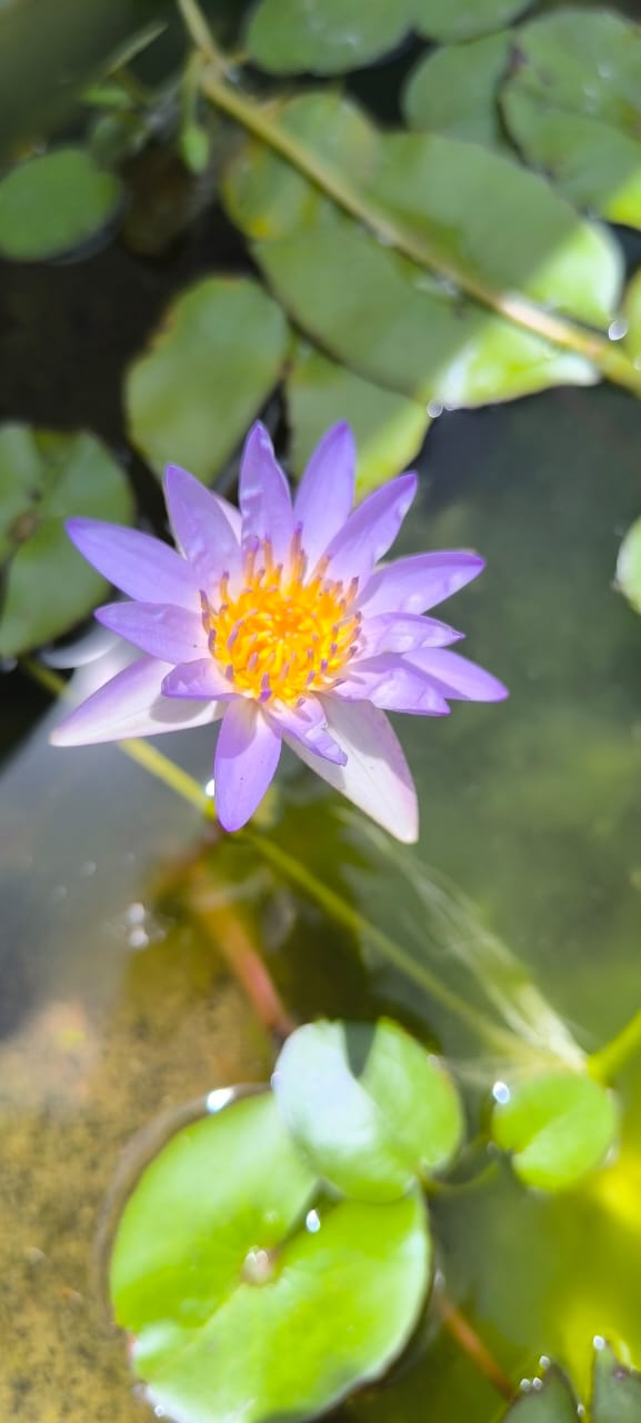 Tropical Micrantha Blue Water Lily