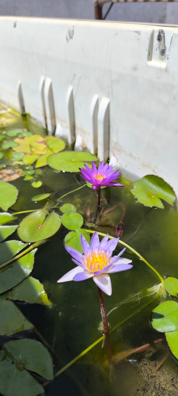 Tropical Micrantha Blue Water Lily - View 2