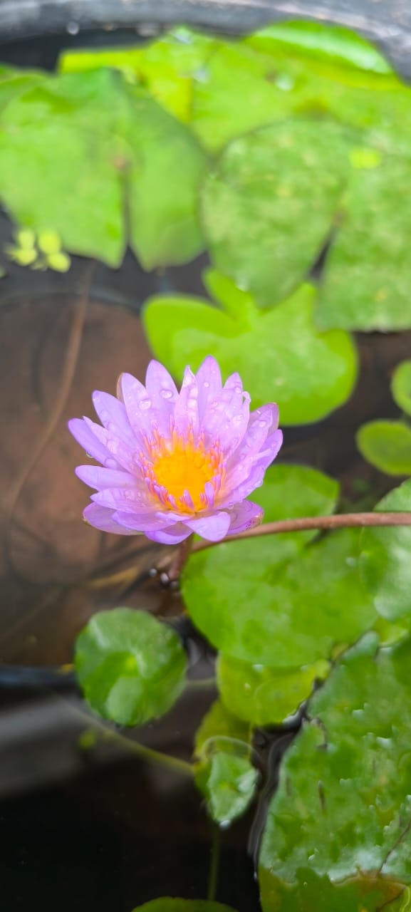 Tropical Micrantha Blue Water Lily - View 3