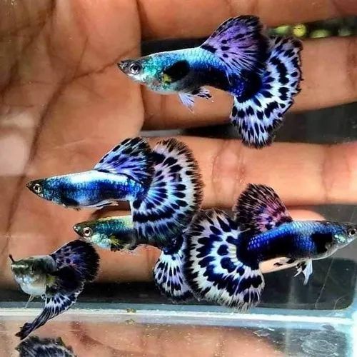 Purple Dragon Guppy (Semi Adult Pair)
