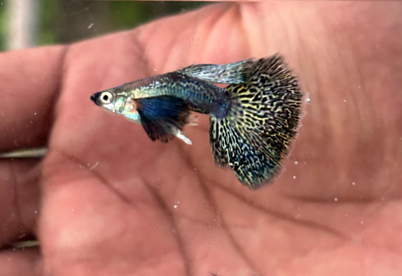 Purple Dragon Guppy (Semi Adult Pair) - View 2