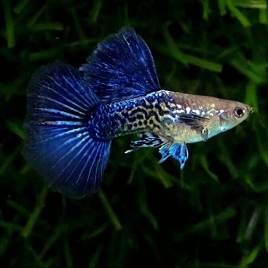Purple Dragon Guppy (Semi Adult Pair) - View 3