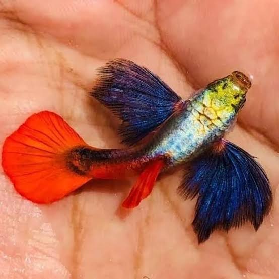 Platinum Dumbo Ear Guppy (Semi Adult Pair)