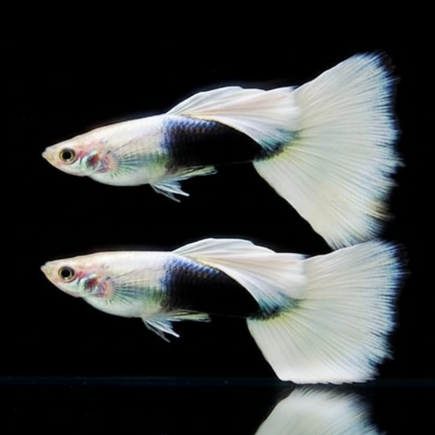 White Taxido Guppy (Semi Adult Pair)