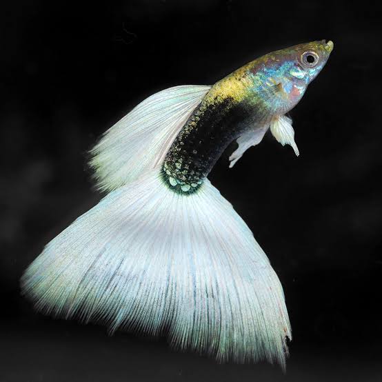 White Taxido Guppy (Semi Adult Pair) - View 2