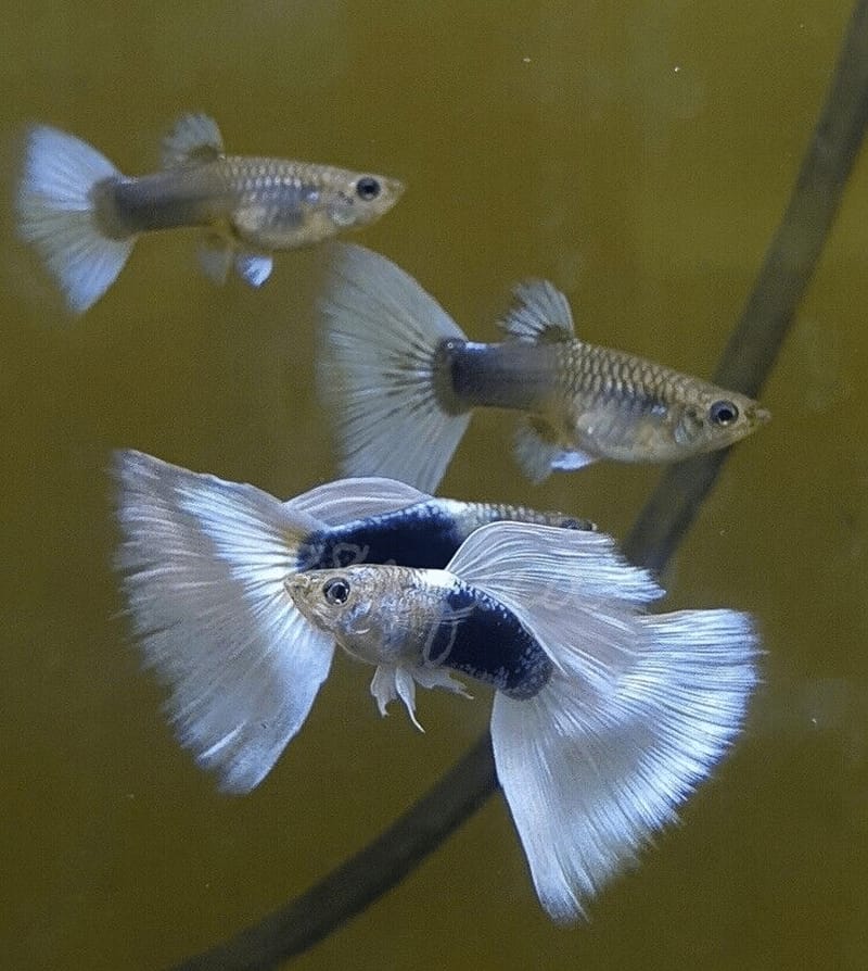 White Taxido Guppy (Semi Adult Pair) - View 3
