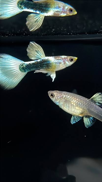 White Taxido Guppy (Semi Adult Pair) - View 4